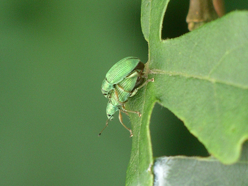 Polydrusus formosus - (Curculionidae)